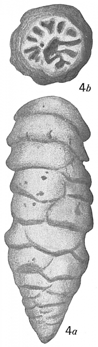 Tritaxilina caperata Tritaxilina caperata