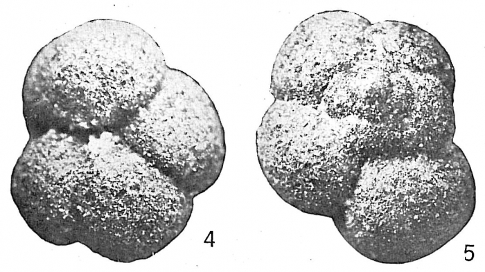 Trochammina globigeriniformis