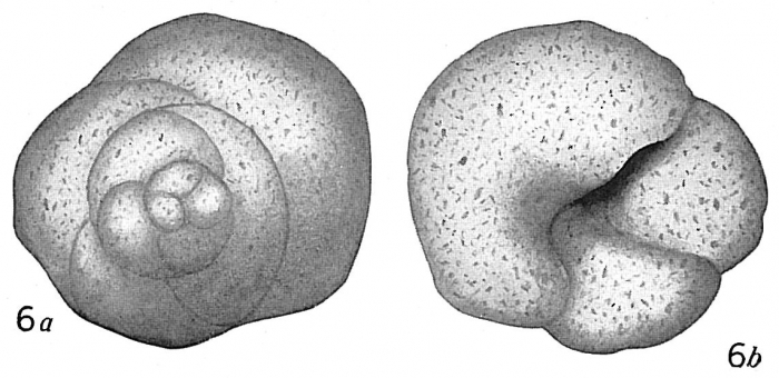 Trochammina squamata