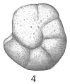 Chromista - Foraminifera (foraminifers)