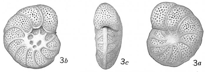 Truncatulina akneriana