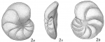 Chromista - Foraminifera (foraminifers)