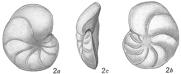 Truncatulina lobatula Truncatulina lobatula