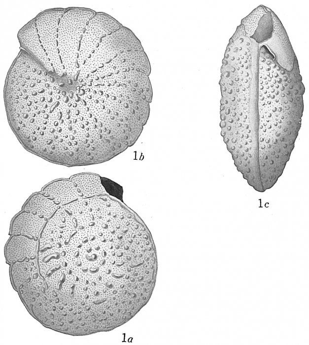 Truncatulina margaritifera