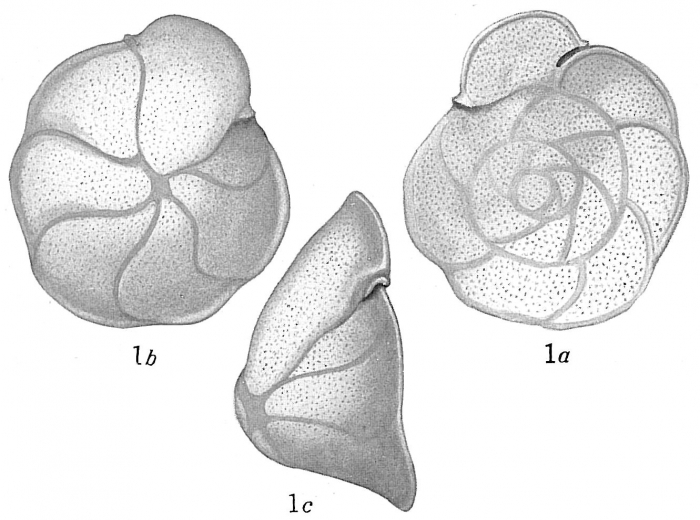 Truncatulina refulgens