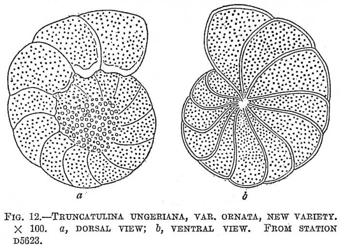 Truncatulina ungeriana ornata