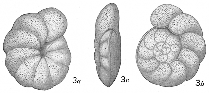 Truncatulina ungeriana