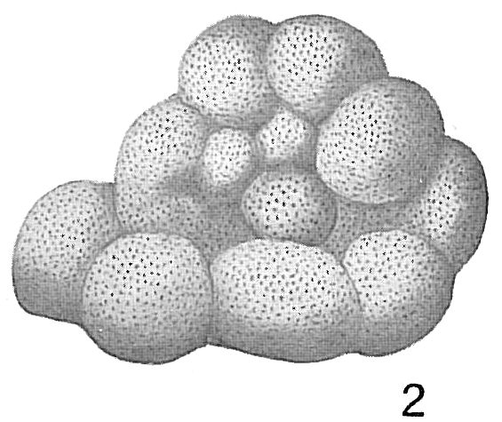 Truncatulina variabilis Truncatulina variabilis