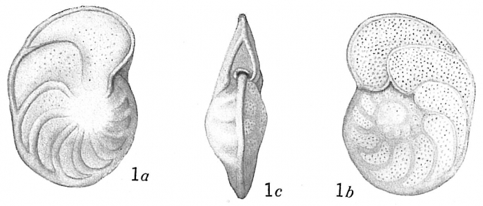 Truncatulina wuellerstorfi Truncatulina wuellerstorfi