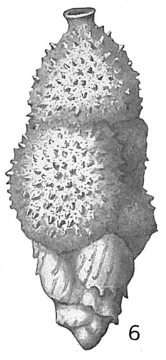 Uvigerina aculeata Uvigerina aculeata