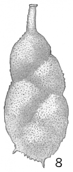 Uvigerina asperula