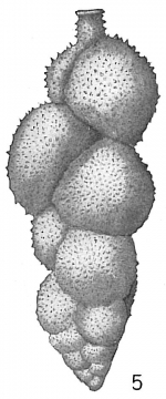 Uvigerina asperula