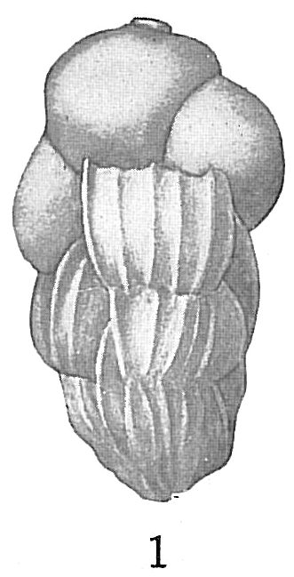 Uvigerina pigmea Uvigerina pigmea