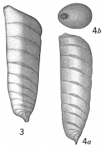 Vaginulina bradyi