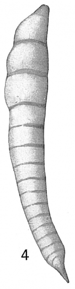 Vaginulina legumen var. elegans