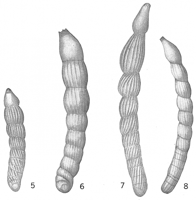 Vaginulina linearis Vaginulina linearis