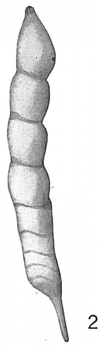 Vaginulina margaritifera? Vaginulina margaritifera?