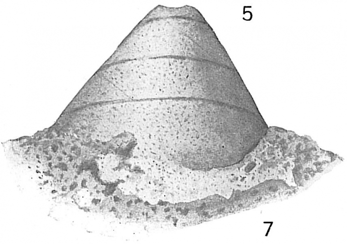 Valvulina conica