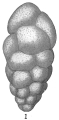 Chromista - Foraminifera (foraminifers)