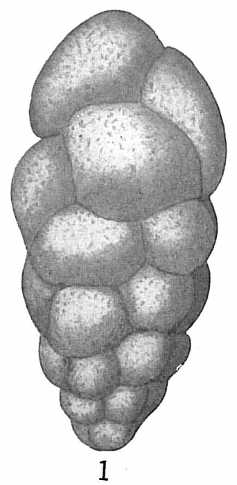 Verneuilina polystropha Verneuilina polystropha
