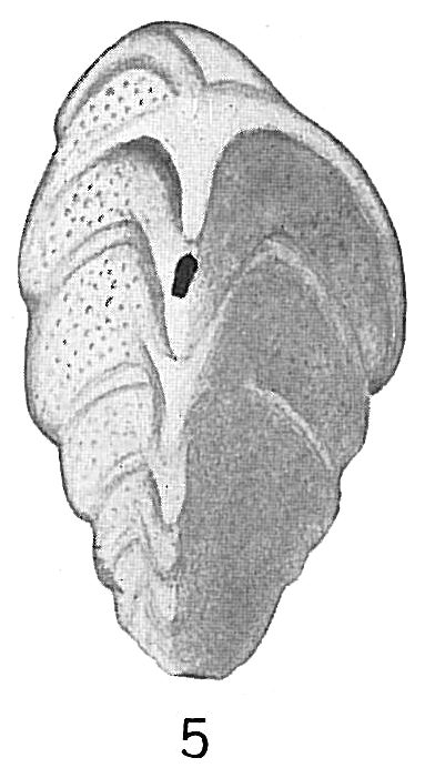 Verneuilina spinulosa