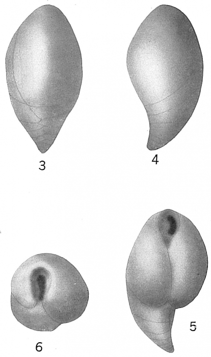 Virgulina cornuta Virgulina cornuta