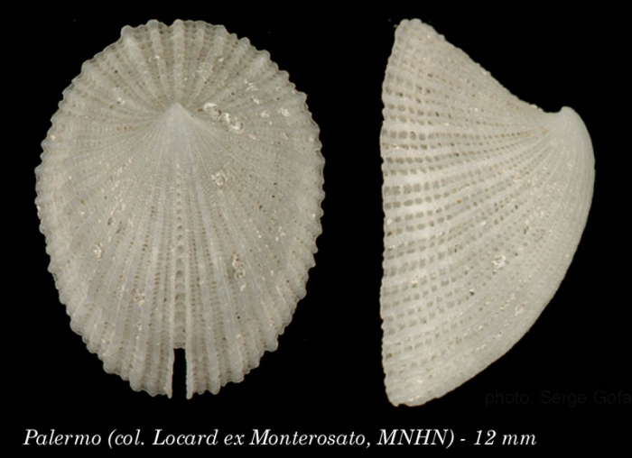 Emarginula sicula Gray, 1825Specimen from Palermo, collected and identidfied by Monterosato (actual size  12 mm)