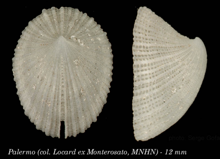 Emarginula sicula Gray, 1825Specimen from Palermo, collected and identidfied by Monterosato (actual size 12 mm) Emarginula sicula Gray, 1825Specimen from Palermo, collected and identidfied by Monterosato (actual size 12 mm)
