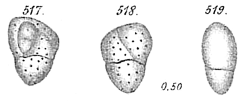 Allomorphina trigona Allomorphina trigona