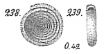 Chromista - Foraminifera (foraminifers)