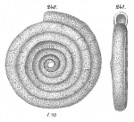 Ammodiscus tenuis Goës 1894 not Brady = Ammodiscus intermedius Höglund, 1947