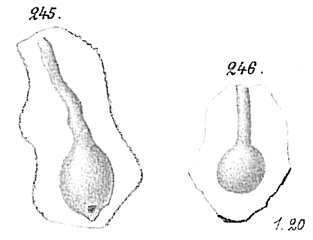 Ammolagena clavata