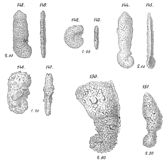 Ammoscalaria pseudospirale Ammoscalaria pseudospirale