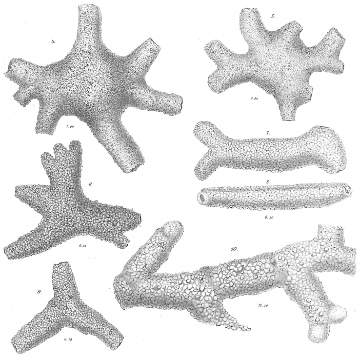 Astrorhiza arenaria Astrorhiza arenaria