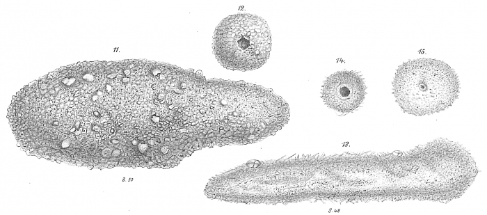 Astrorhiza crassatina Astrorhiza crassatina