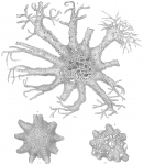Astrorhiza limicola