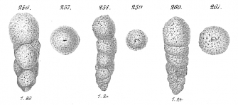 Bigenerina spp., author: Cedhagen, Tomas