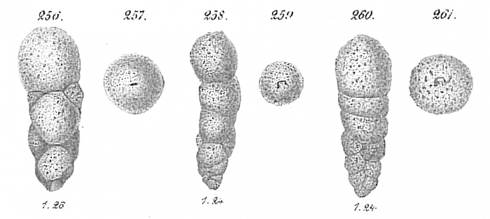 Bigenerina spp.