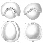 Biloculina arctica