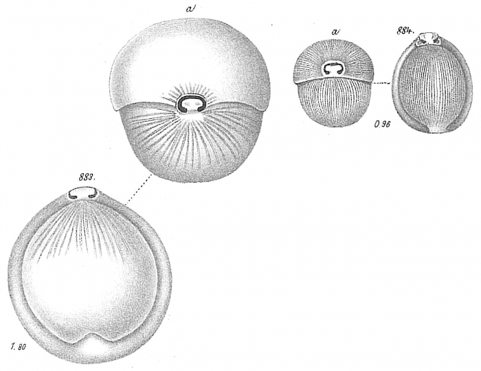 Biloculina comata