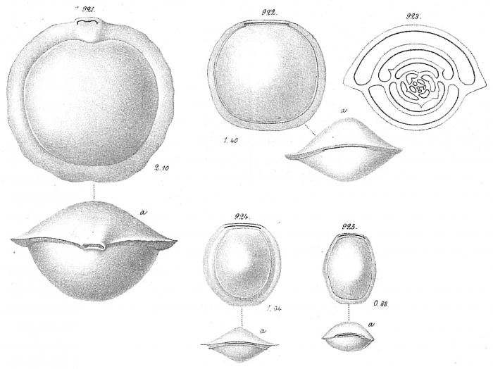 Biloculina depressa