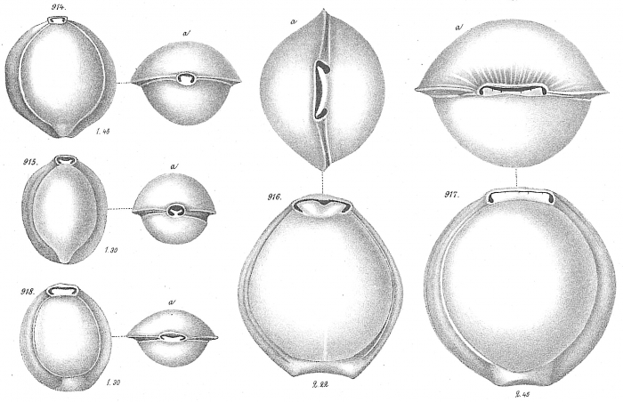 Biloculina laevis Biloculina laevis