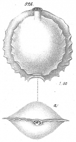 Biloculina serrata