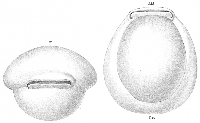 Biloculina simplex var.