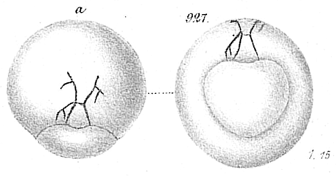 Biloculina sphaera