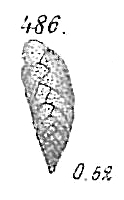 Bolivina dilatata