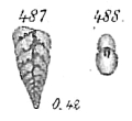 Chromista - Foraminifera (foraminifers)