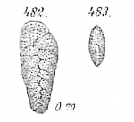 Bolivina spathulata