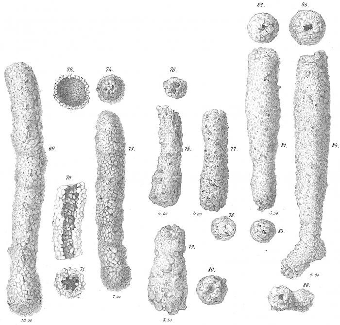 Botellina labyrinthica