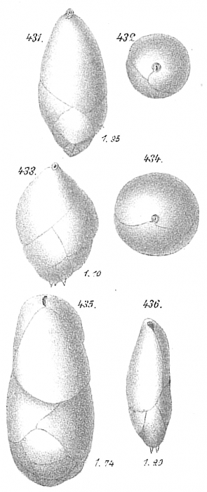 Bulimina ellipsoides